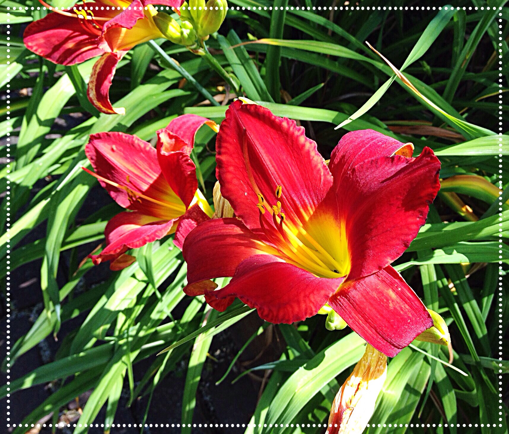 photo of red Daylily