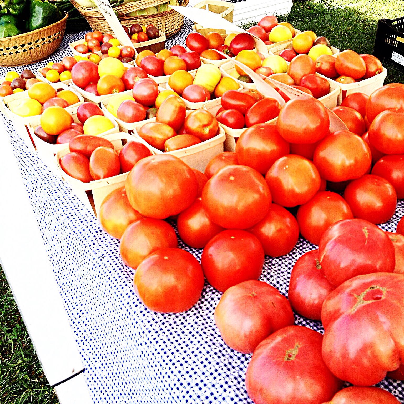 Photo of red and yellow tomatoes
