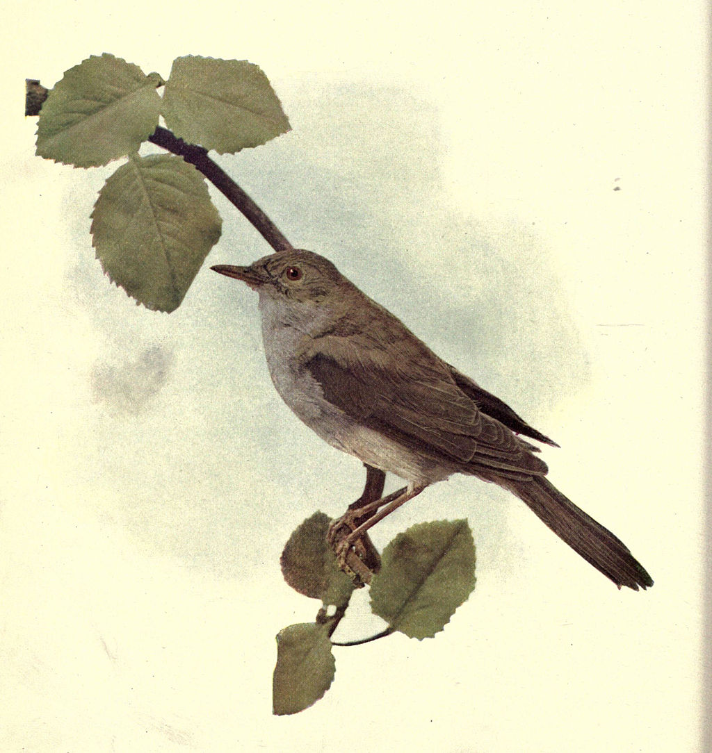 illustration of nightingale perched on tree branch