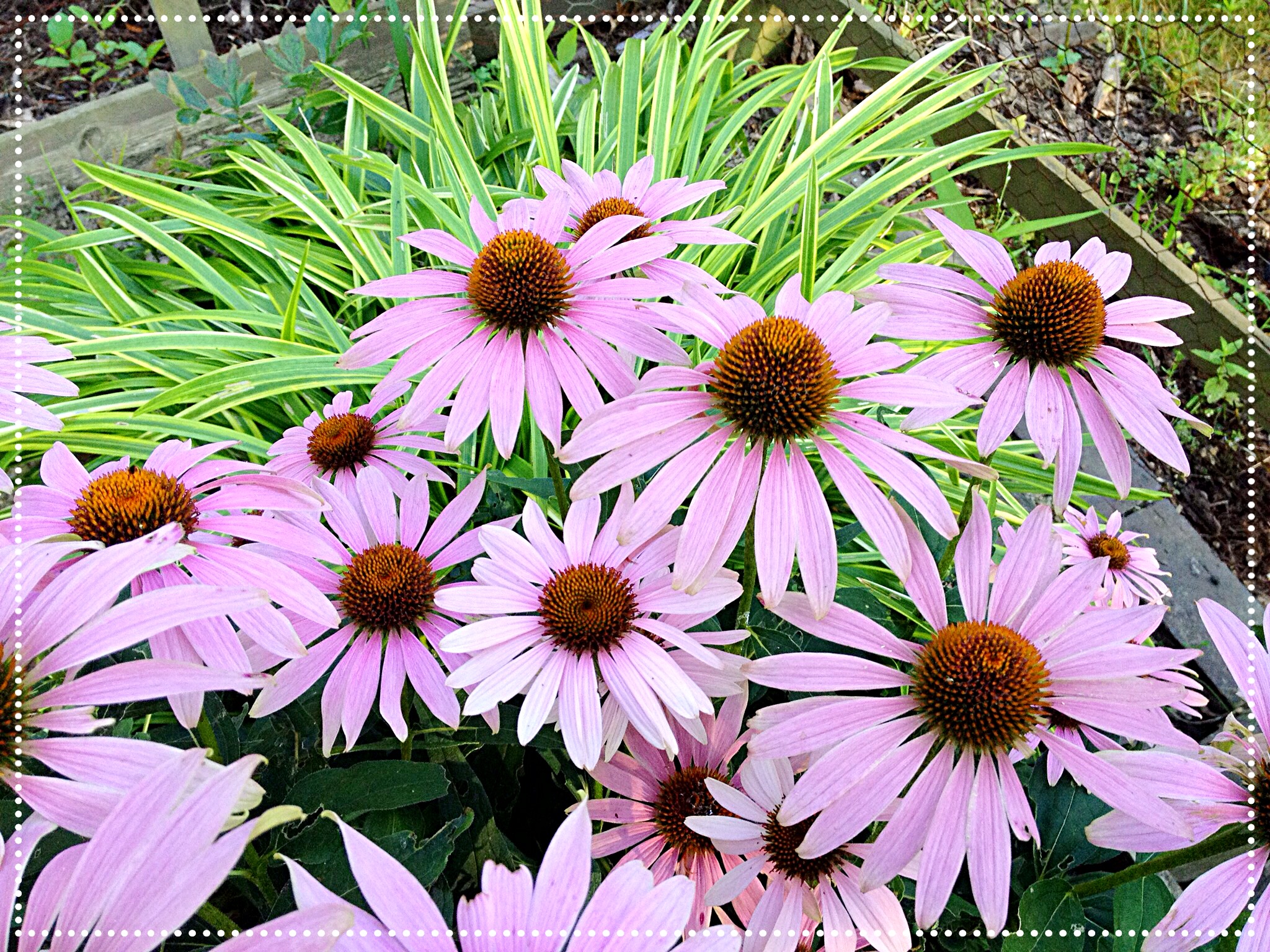 Photo of Purple Coneflower (Echinacea purpurea)