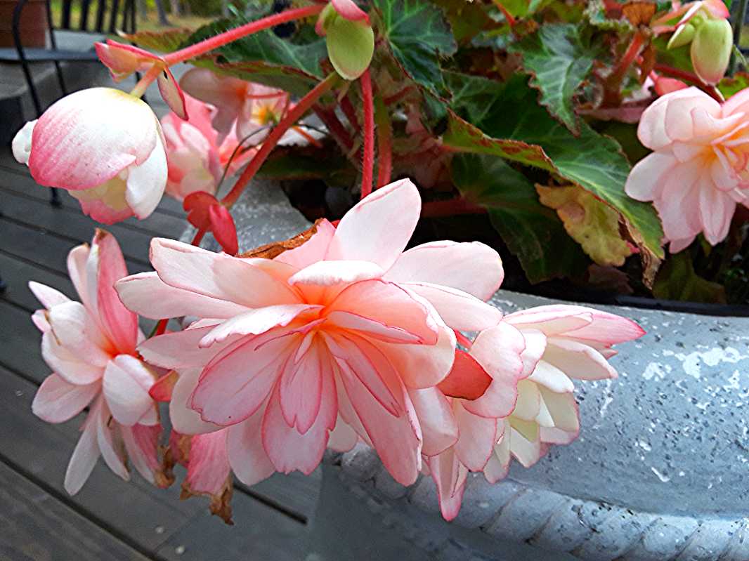Angel wing double begonia