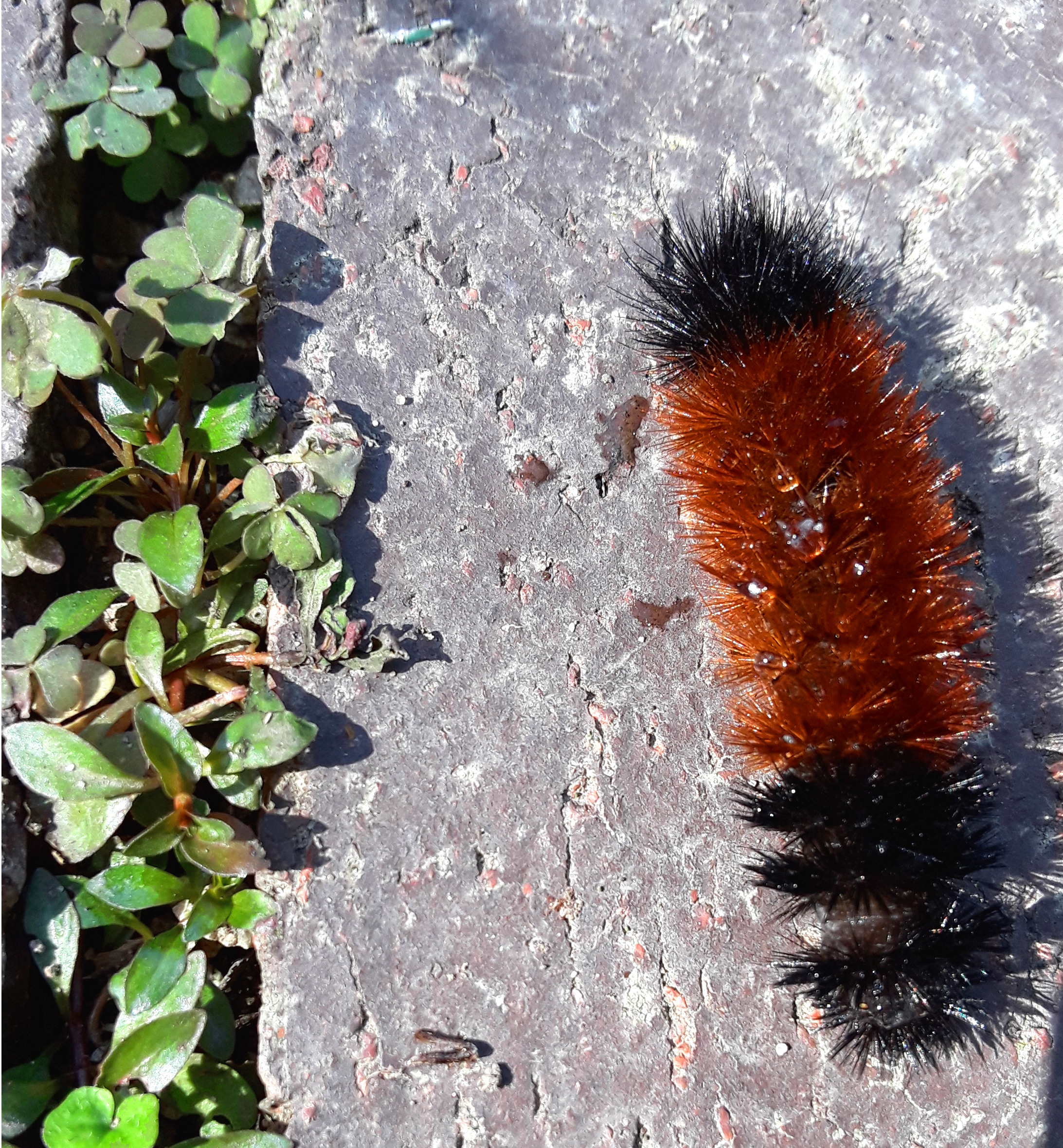 woollybear caterpillar