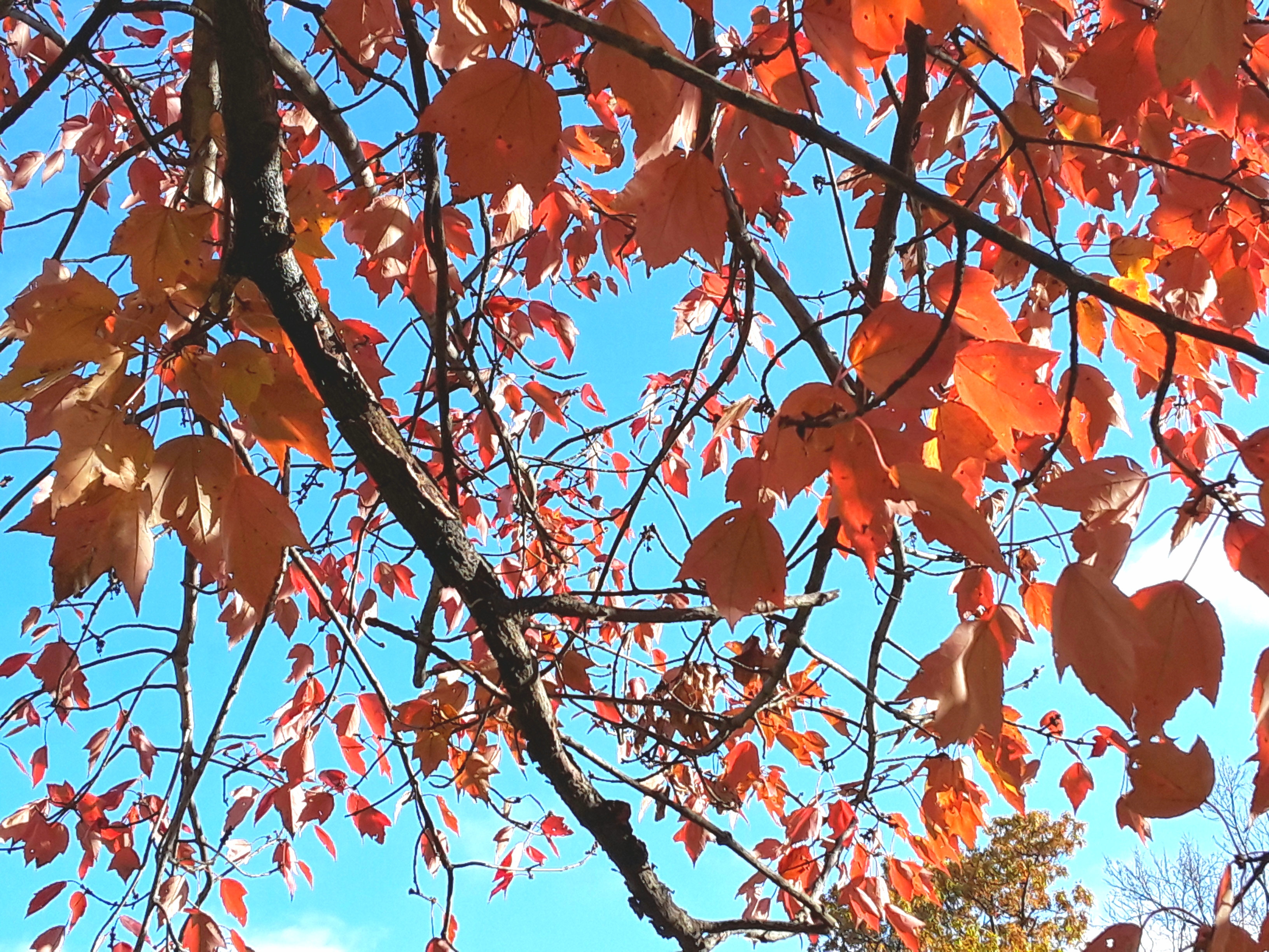 Close up of blaze maple foliage
