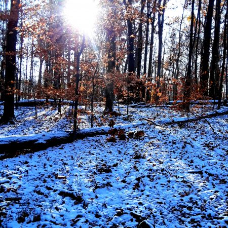 trees with fall foliage, and ground with snow