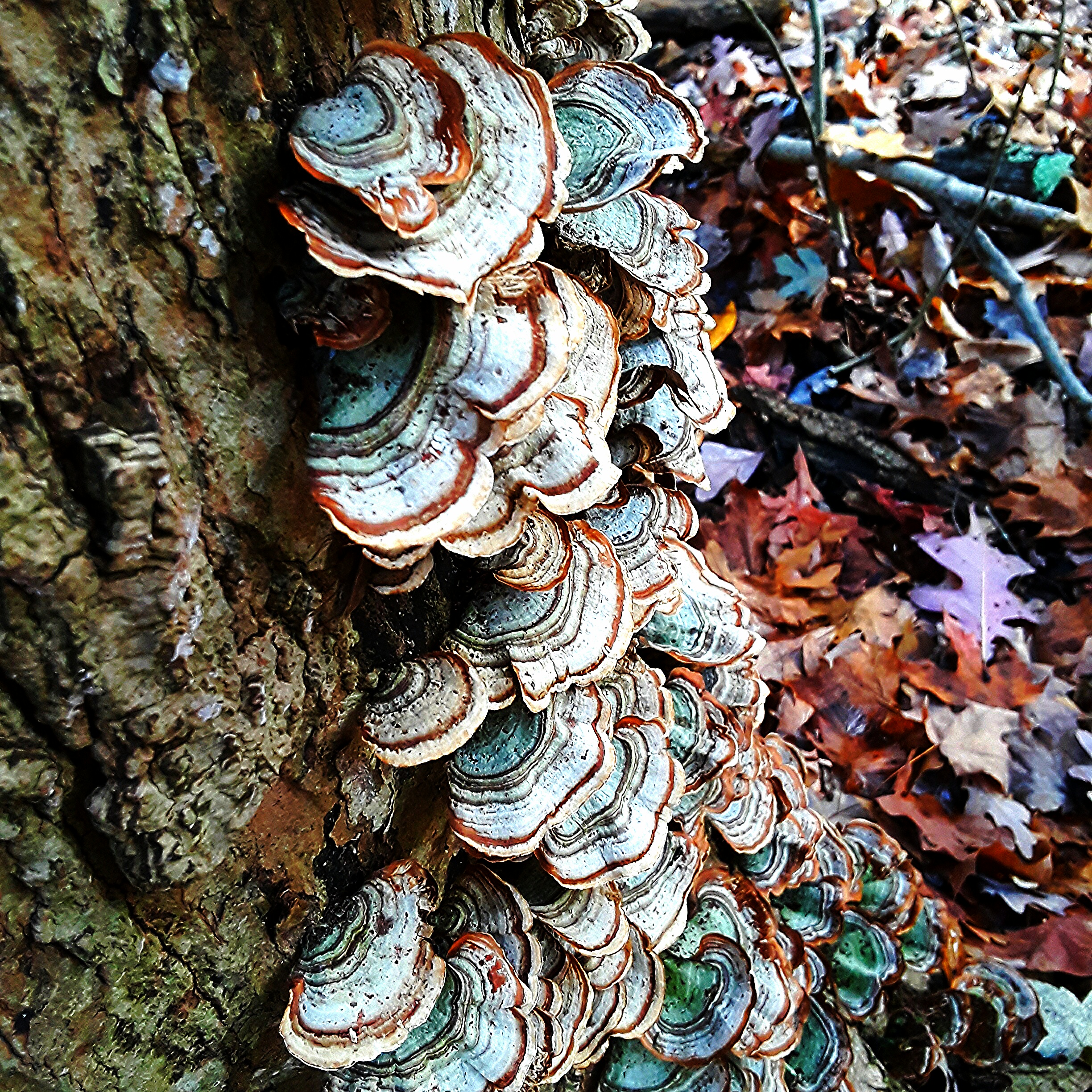 The fungi offer color and pattern.