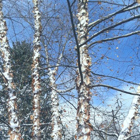 River birch in winter landscape