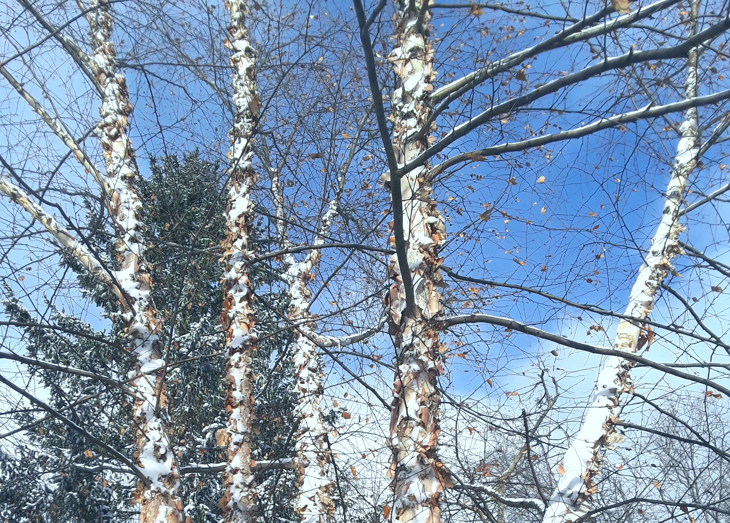 River birch in winter landscape
