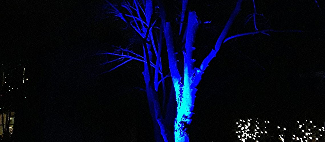 blue floodlights illuminate the maple tree trunk and branches