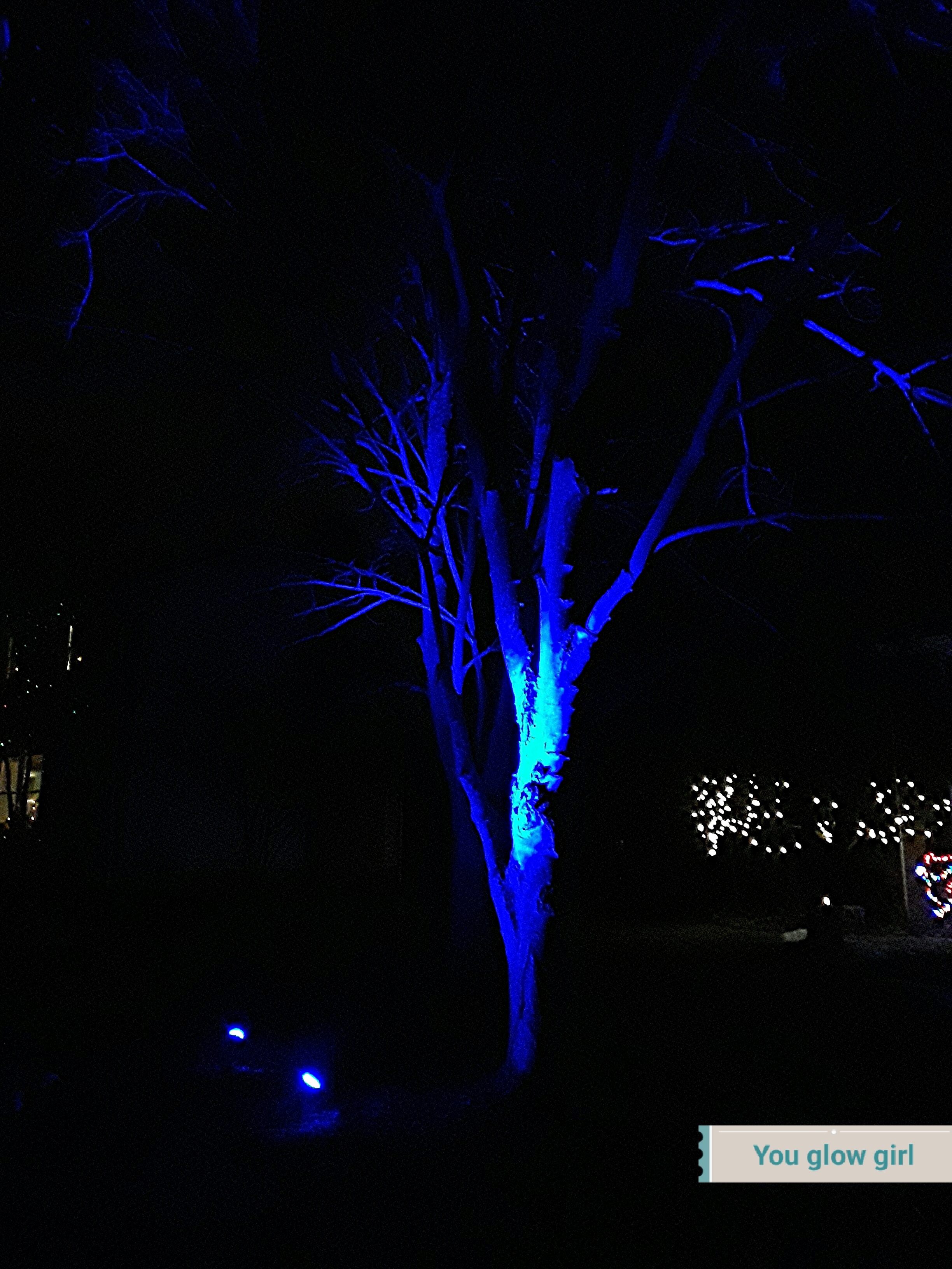 blue floodlights illuminate the maple tree trunk and branches