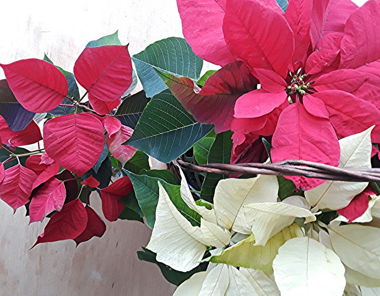 Red and white poinsettia in a basket