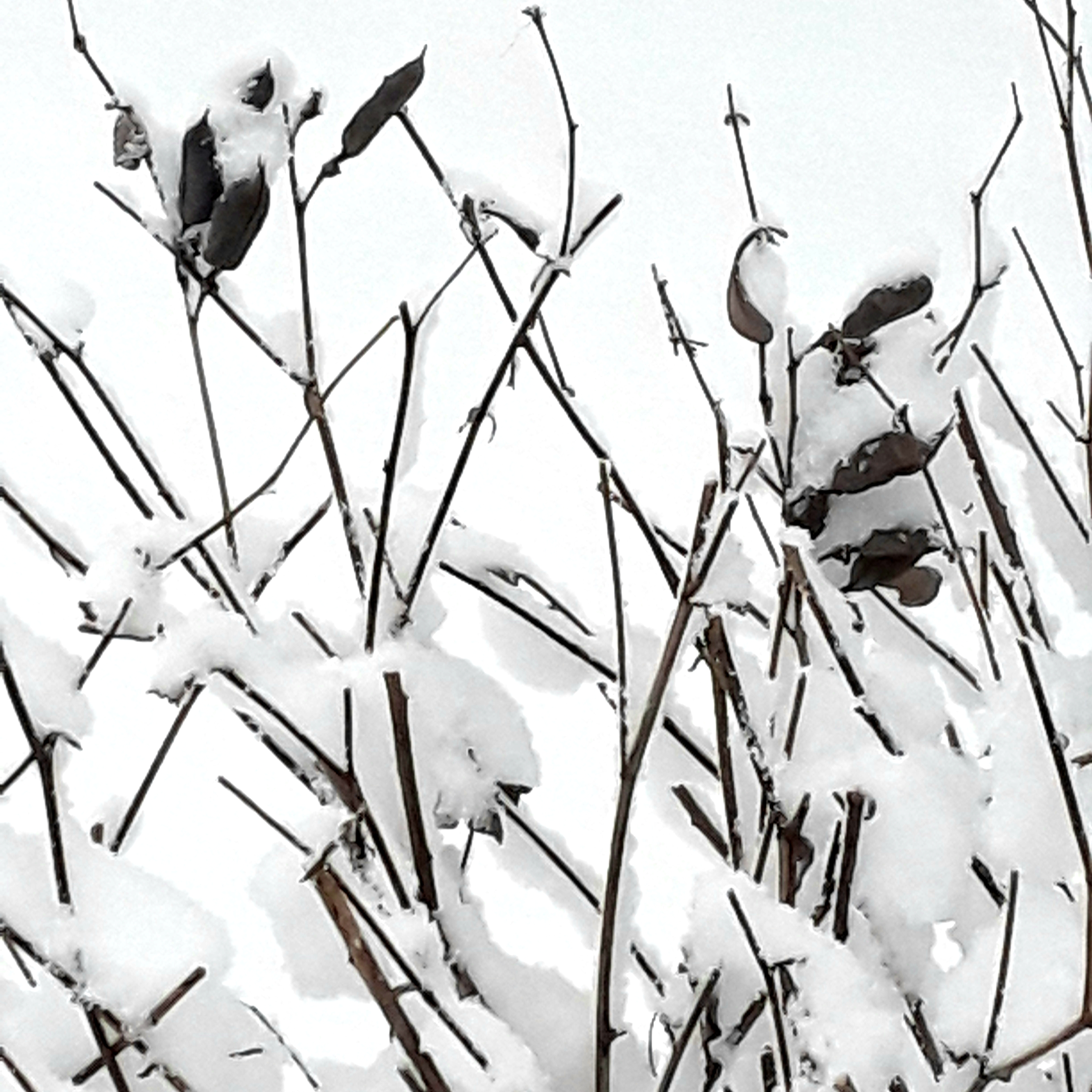 Dark brown Baptisia pea pods and branches covered with snow
