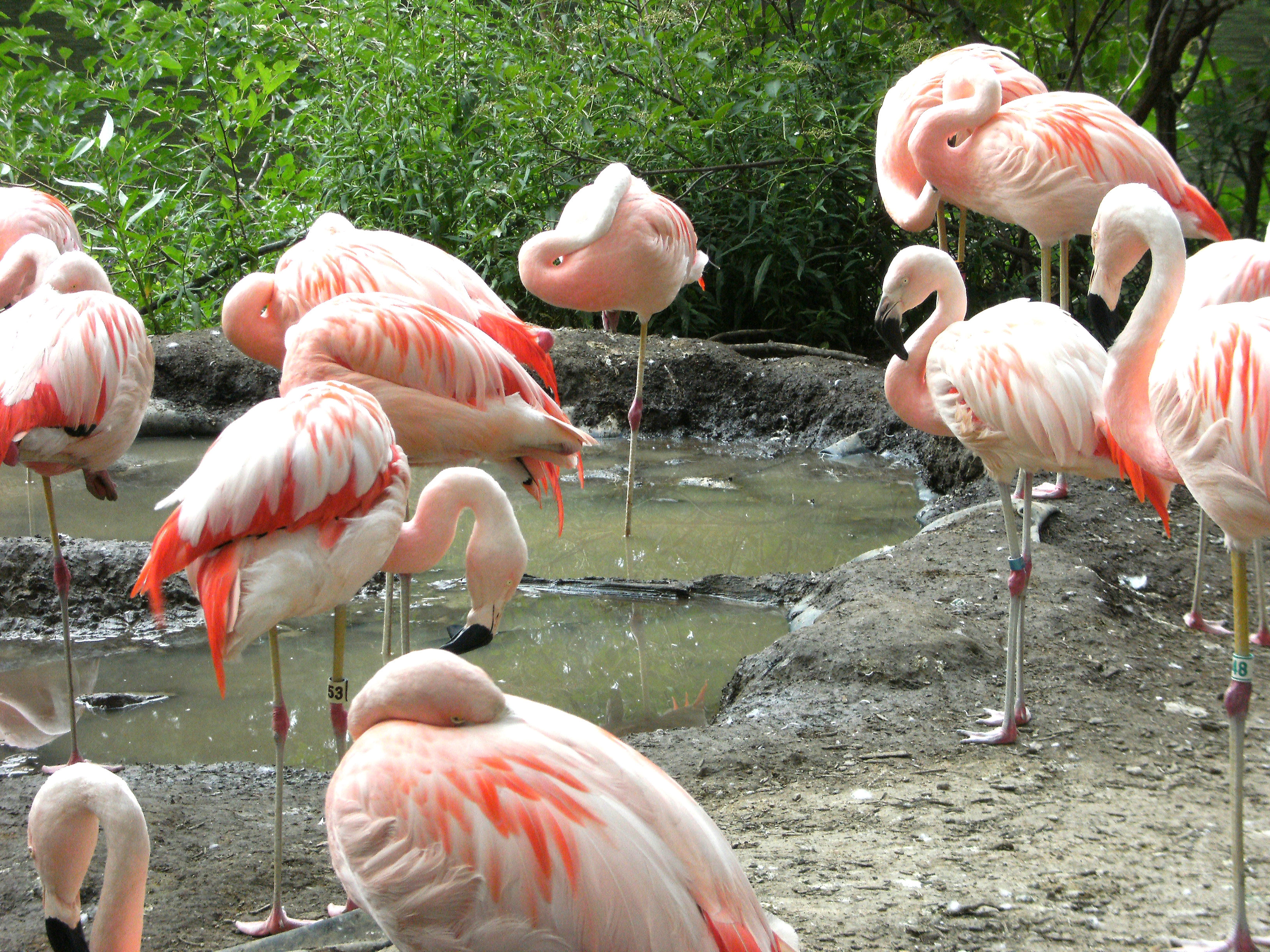 Flamingos gather around water to feed on shrimp