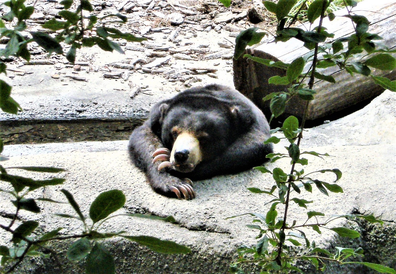 zoo bear laying its head on its paws