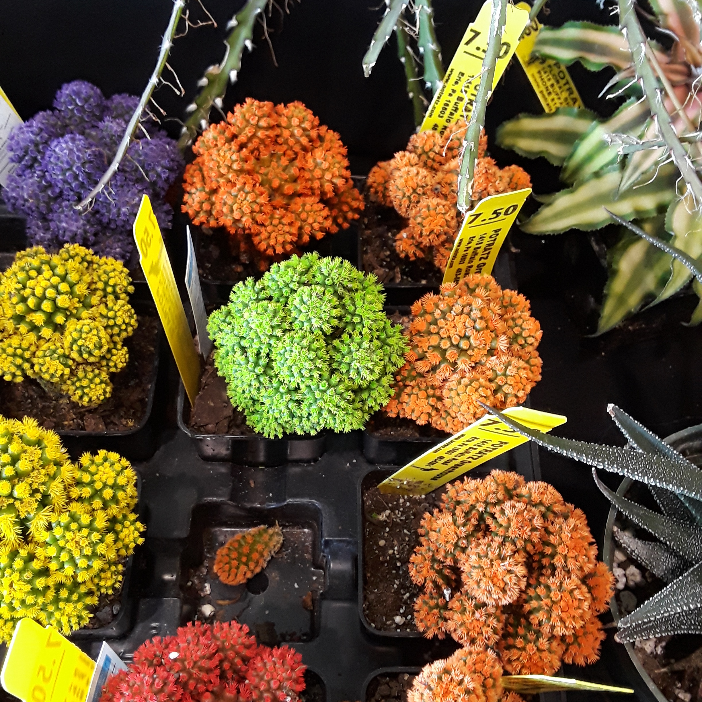 yellow, purple, orange, and lime blooms on tiny cacti