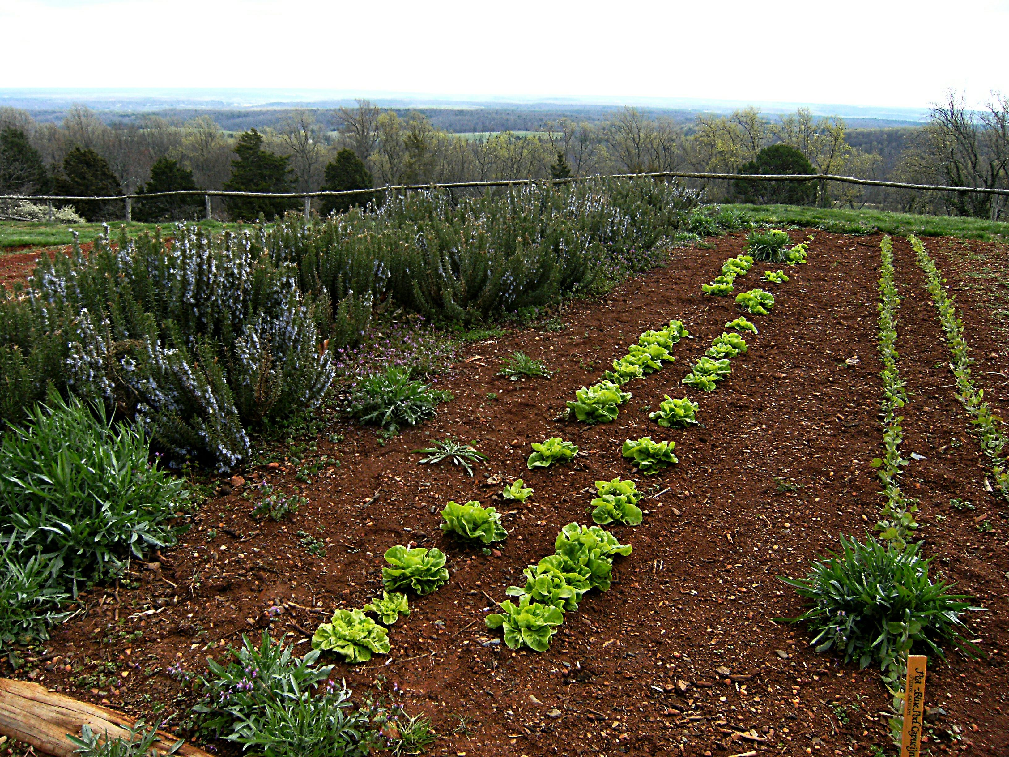 Lettuce and peas in rows in the Monticello vegetable garden.