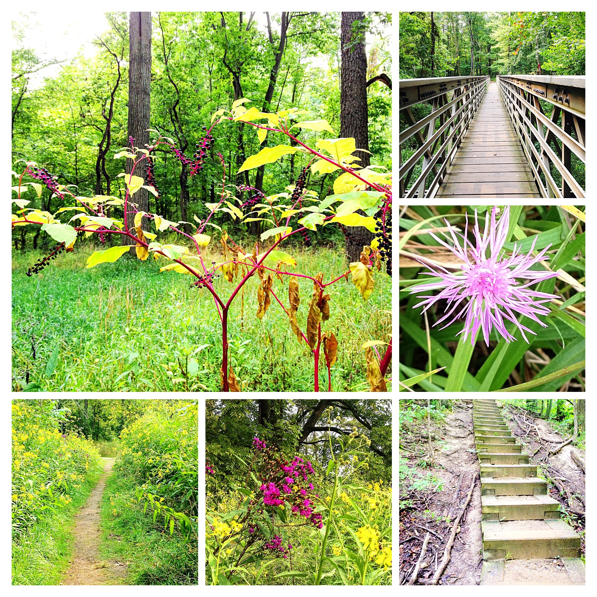 Bridges, stairs, and paths lead through wildflower dotted fields.