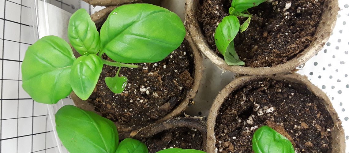 Basil plants at 3 weeks are getting broad leaves and are ready to move to bigger pots