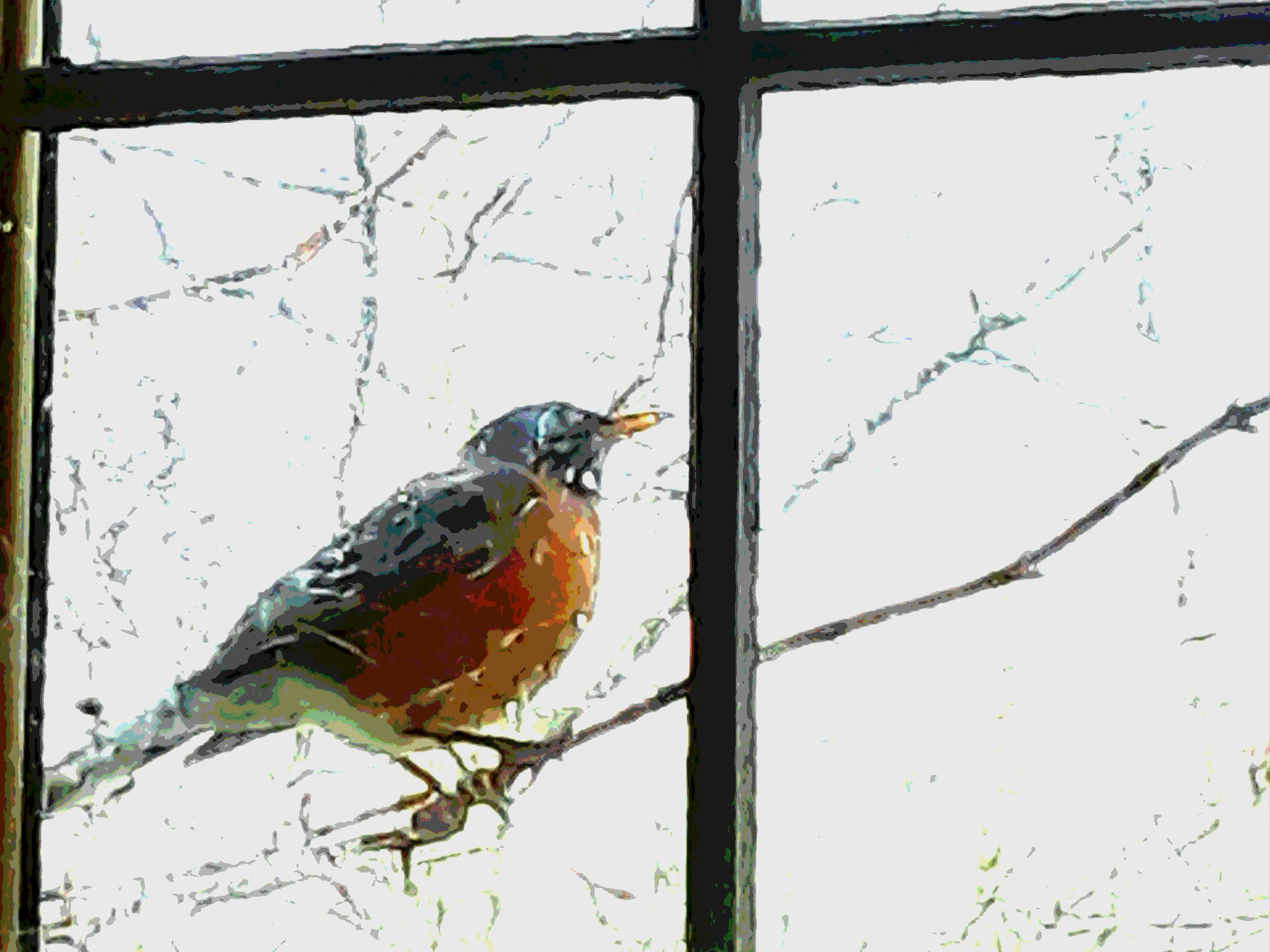 A robin perches on a vine stem outside a rain covered window