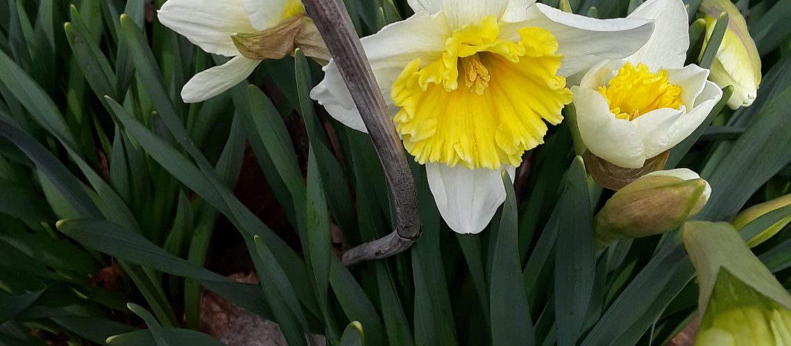 a daffodil with a ruffled yellow corona and white perianth