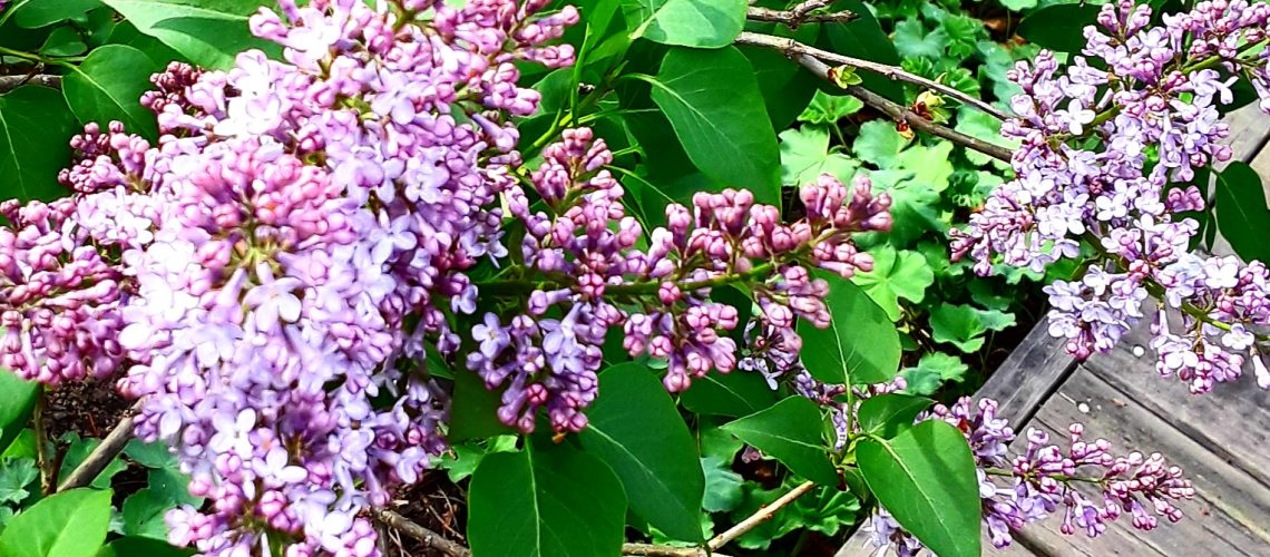 Close up of purple lilac blossoms