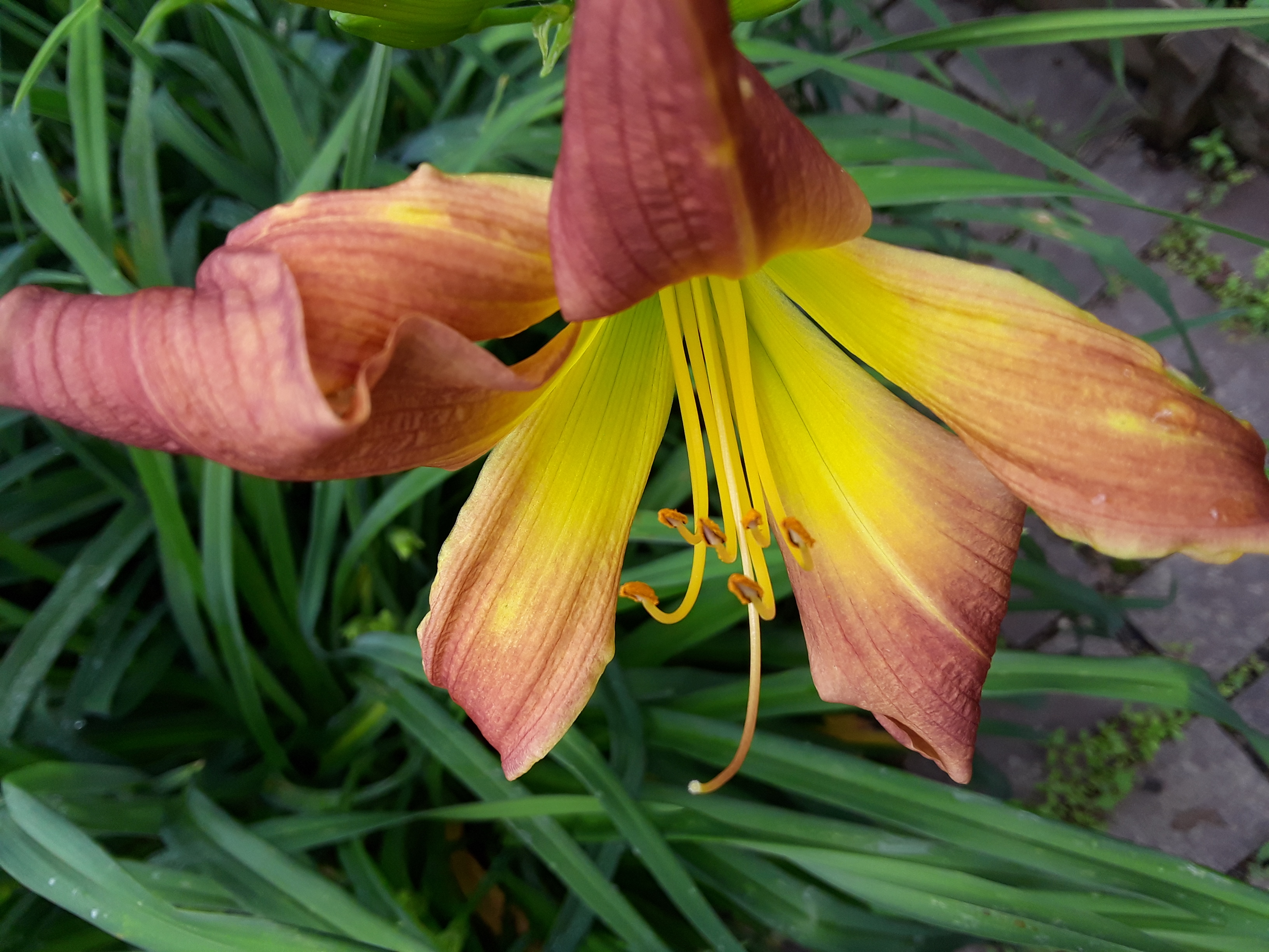 Day lily bloom shows a bright yellow throt with dark peach colored outer petals