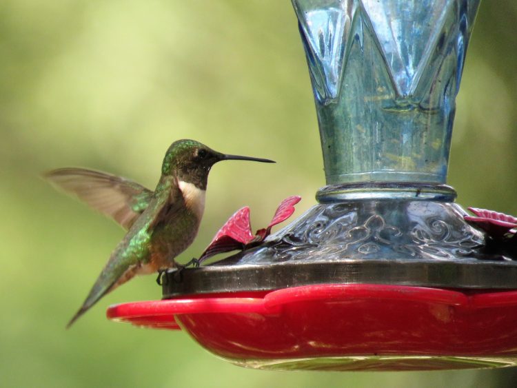Hummingbird Nectar Ratio Archives
