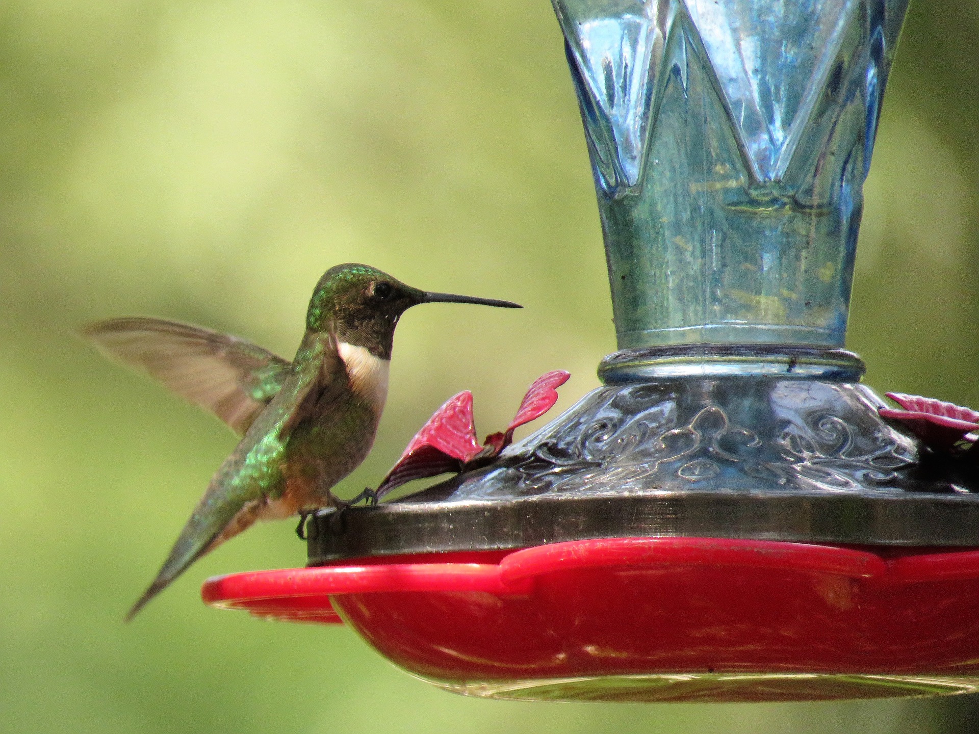 A ruby-throated hummingbird feeds at a traditional red hummingbird feeder