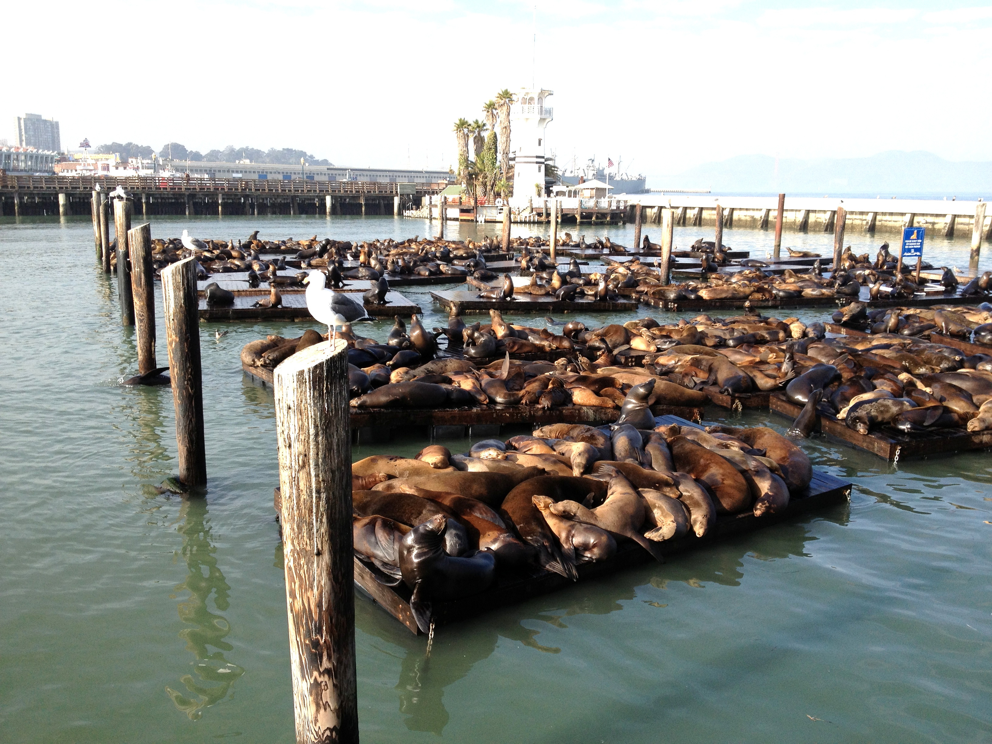 seals laying on floating docks along Fisherman's Wharf in San Francisco