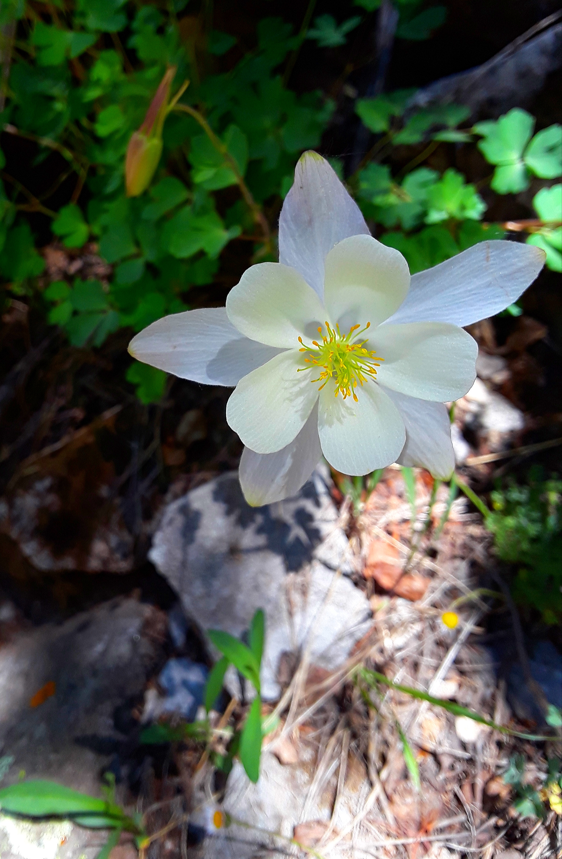pale blue petals surround the white corolla of columbine