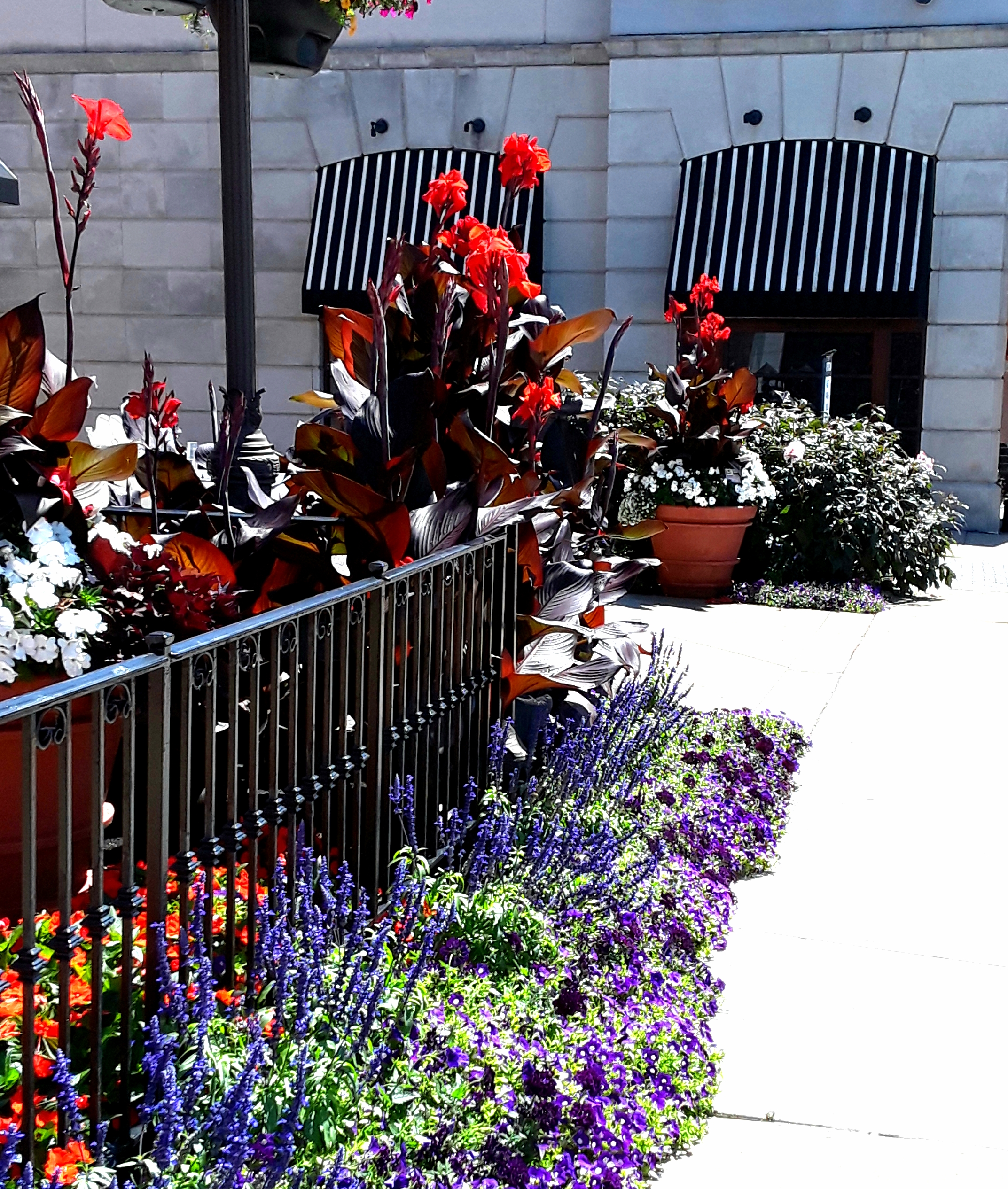 blue salvia, red canna, and black and white striped awnings