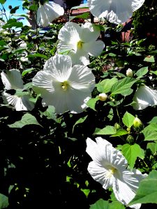 Giant white hibiscus flowers shine in sunlight