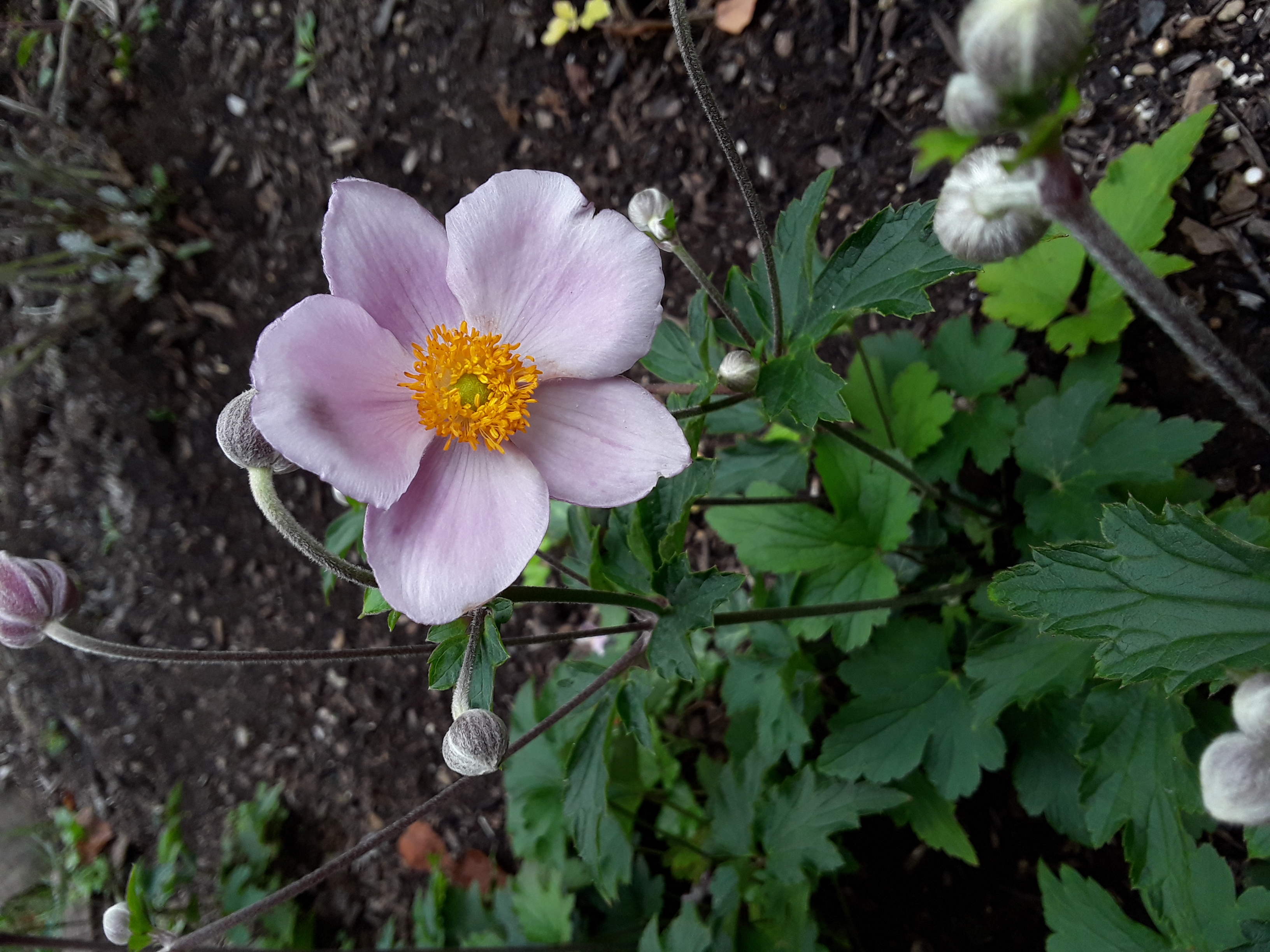 a soft pink Japanese anemone flower in bloom
