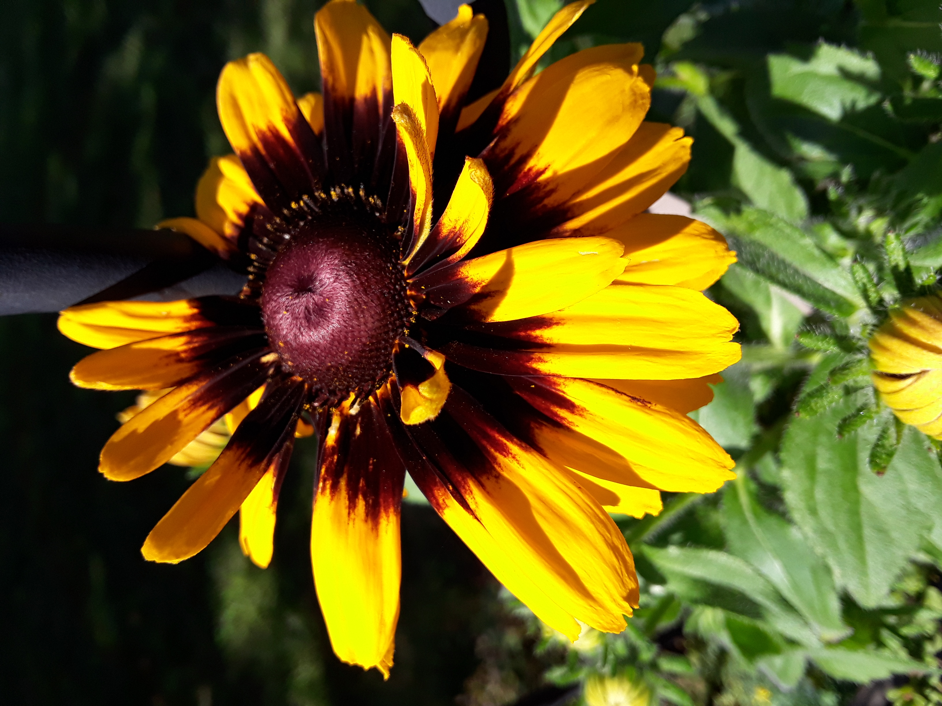 A large daisy flower in bright yellow gold with center markings of deep brown and purple.