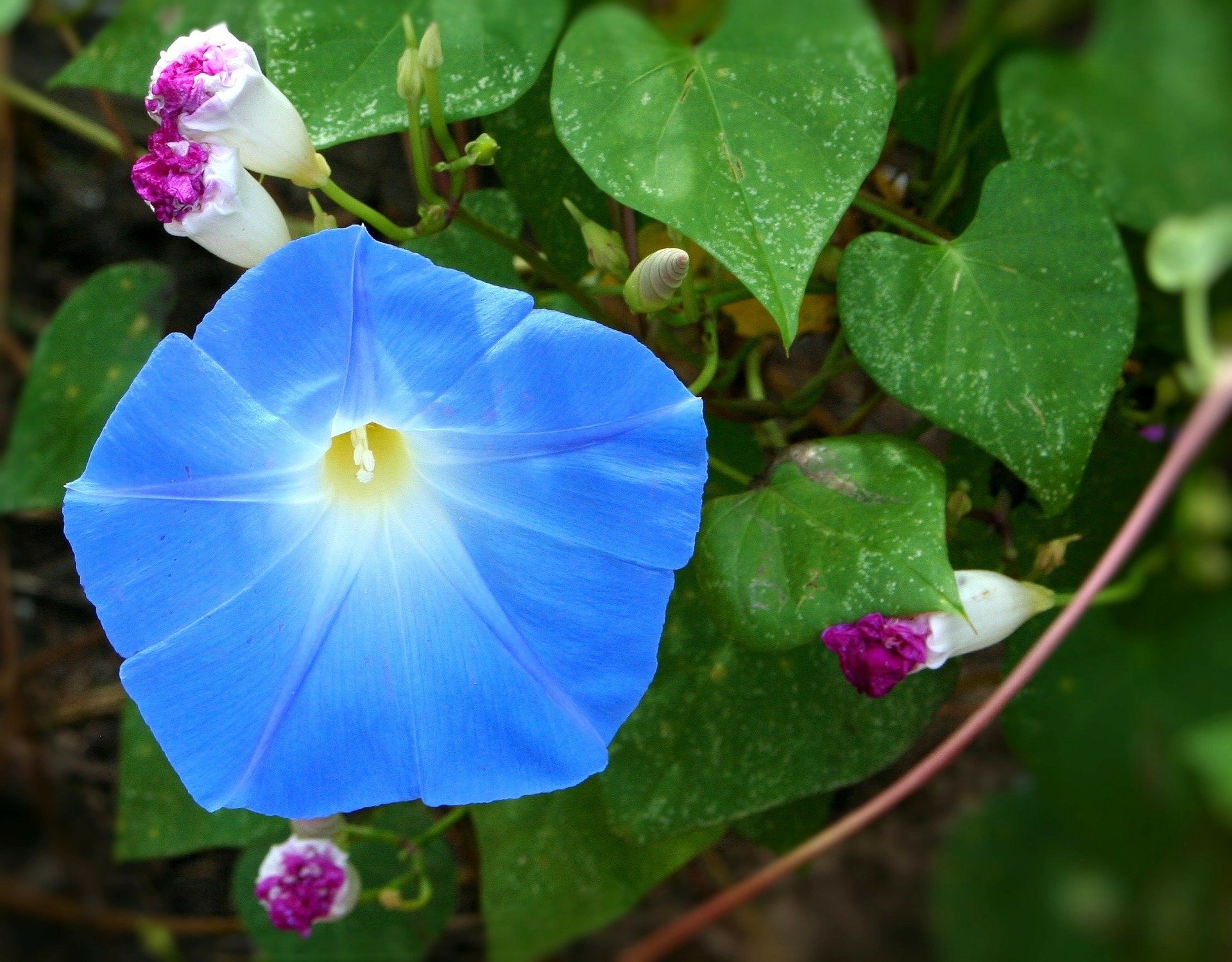 A blue morning glory blossom with white star throat and yellow center