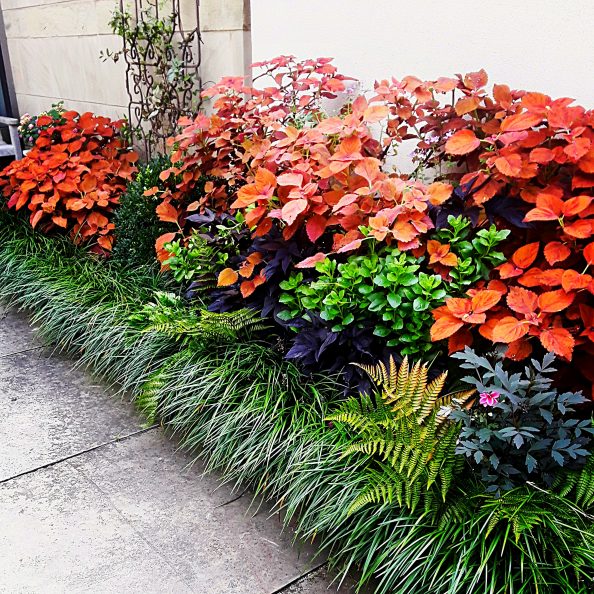 orange coleus, green sedge, purple potato vine, black iron trellis