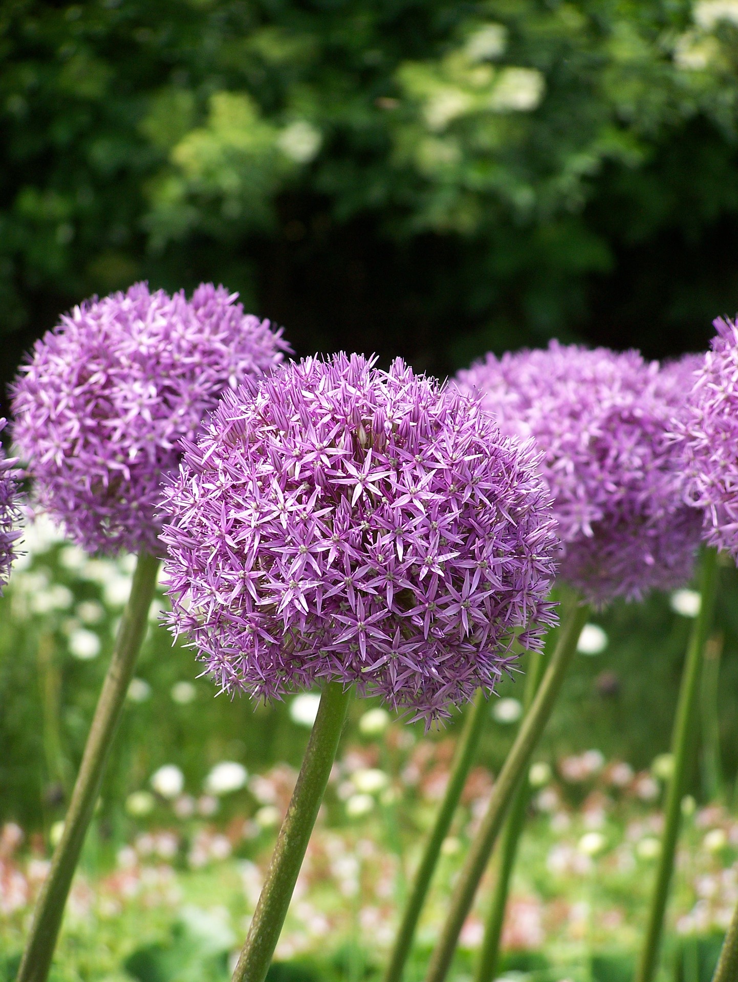 Allium have large purple pompom flowers
