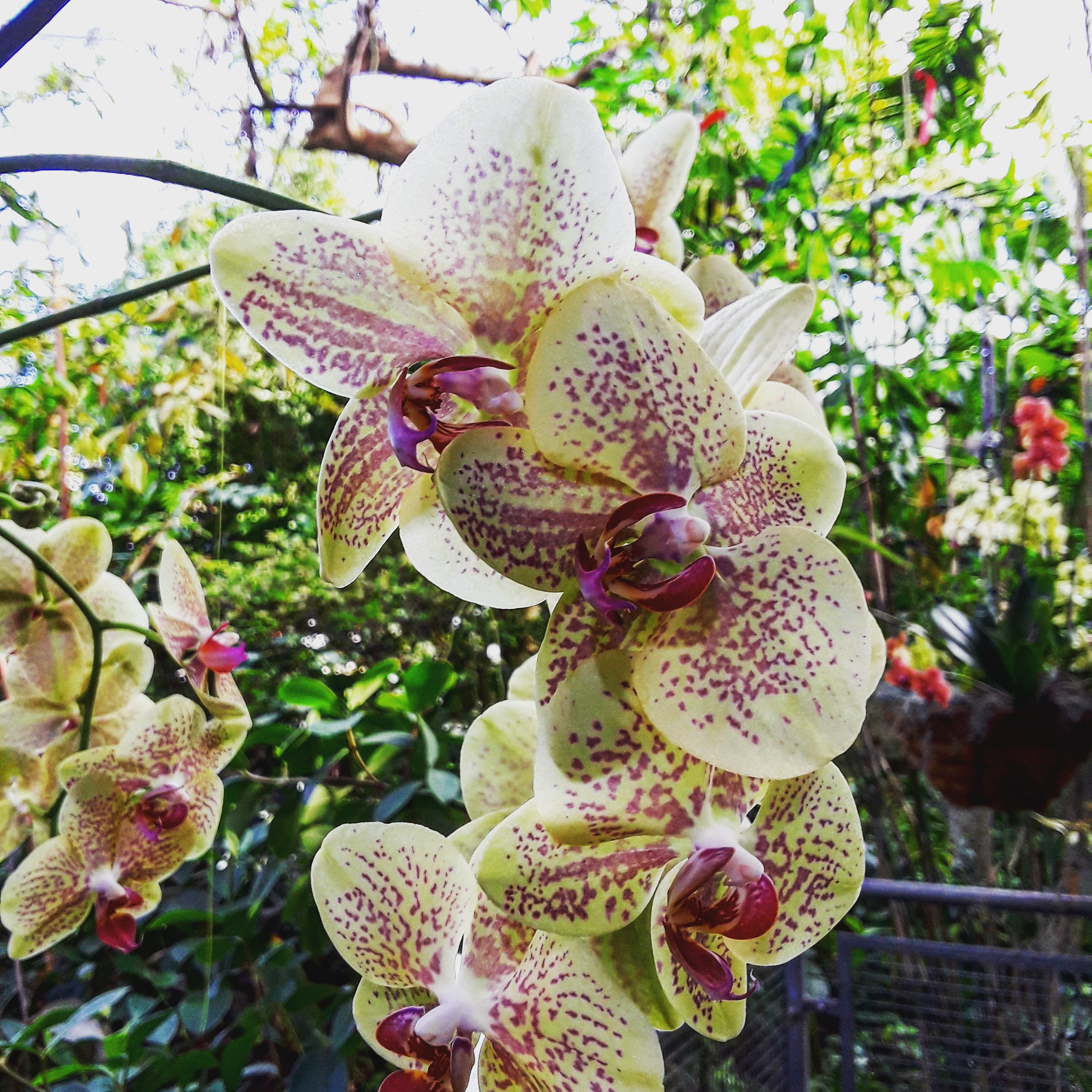 a cream and pink-speckled orchid at the Cleveland Botanical Garden orchid show